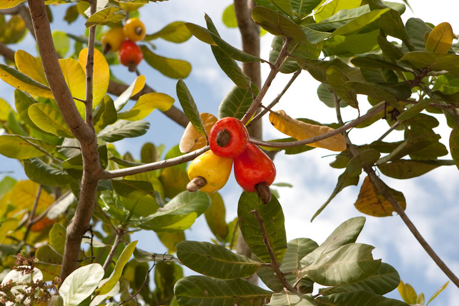 _mg_0387 Fake cashew apples hanging on a real tree