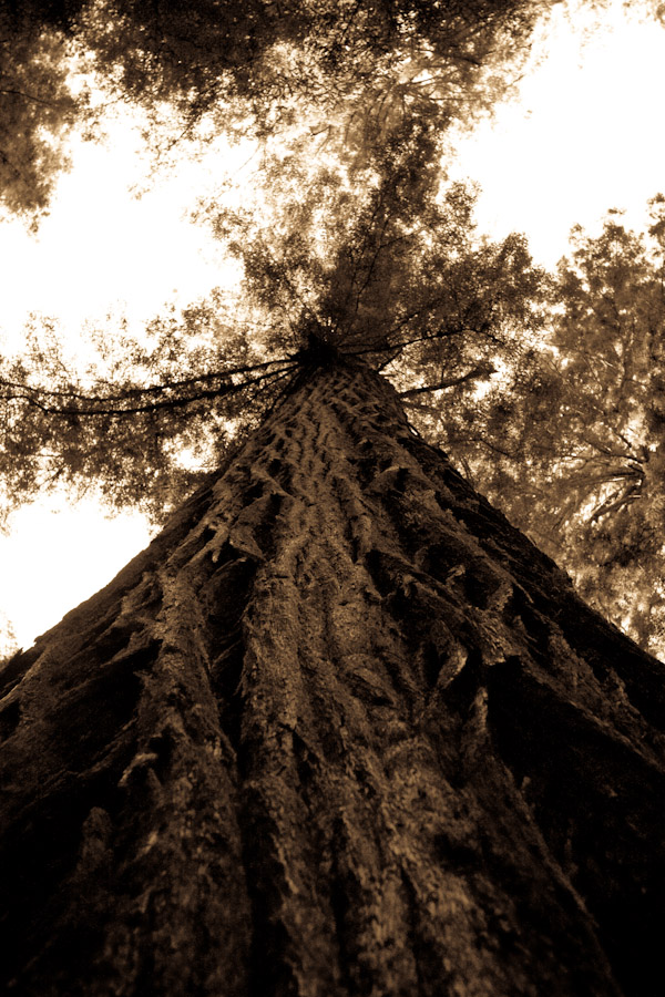 _MG_0313 Close and Personal with a Giant Sequoia