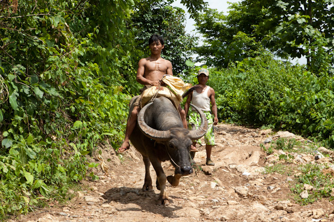 Boy on a Water Buffalow Passing By Boy on a Water Buffalow Passing By