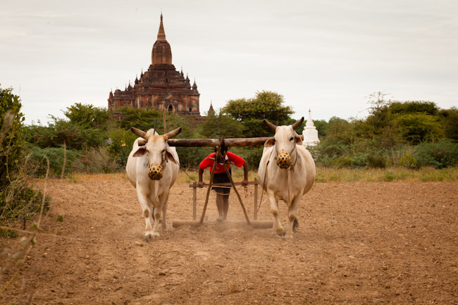 Farmer Plowing His Field in Bagan Farmer Plowing His Field in Bagan